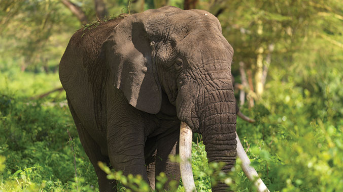 3716-tanzania-great-east-african-migration-ngorongoro-Lerai-Forest-c.jpg