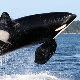 Great Bear Rainforest & Pacific Rim Park