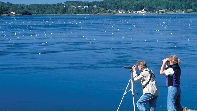 Birding Tours in Grand Manan Island