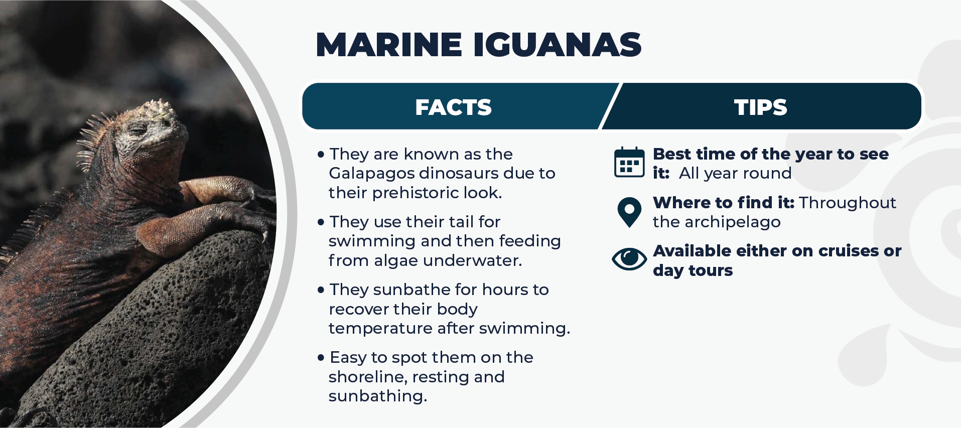 Marine Iguana Facts