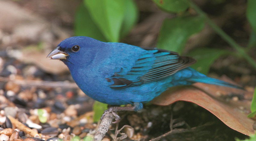 An Indigo Bunting bird standing on the ground. The bird is a deep blue color