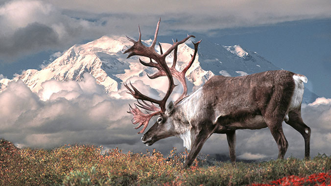 Alaska National Parks from Denali to Kenai