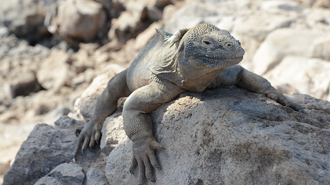 23384-ecuador-galapagos-at-a-slower-pace-3c.jpg