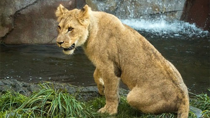 17282-animal-adventures-in-oregon-with-your-grandchild-4c.jpg
