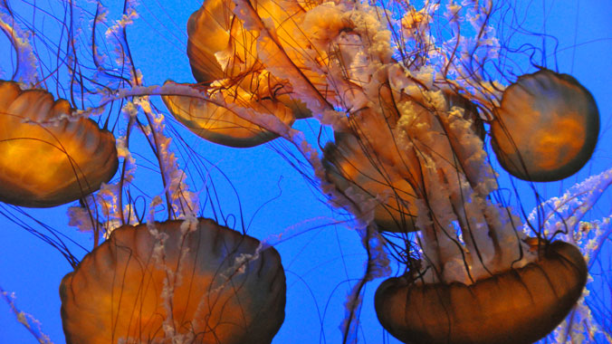 1208-monterey-aquarium-jellyfish-c.jpg