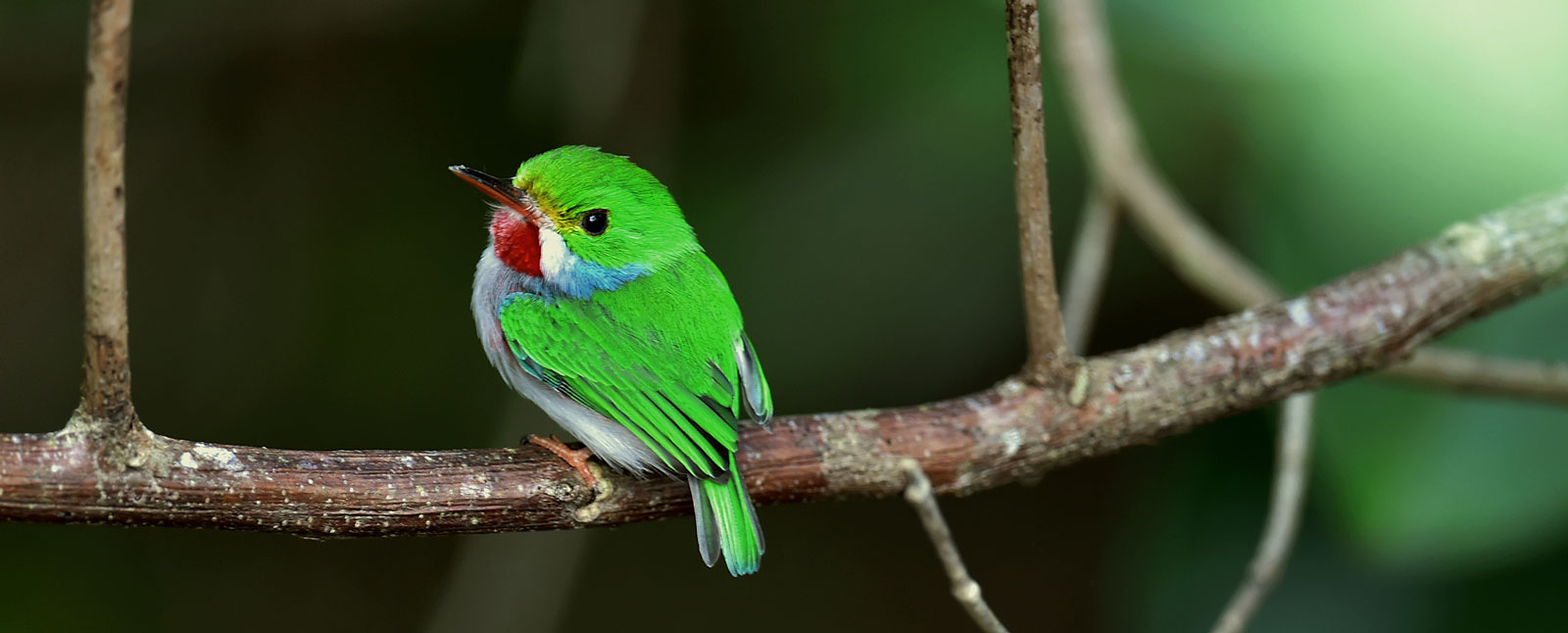 Cuban Tody