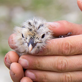 Birding Tours in the U.S.