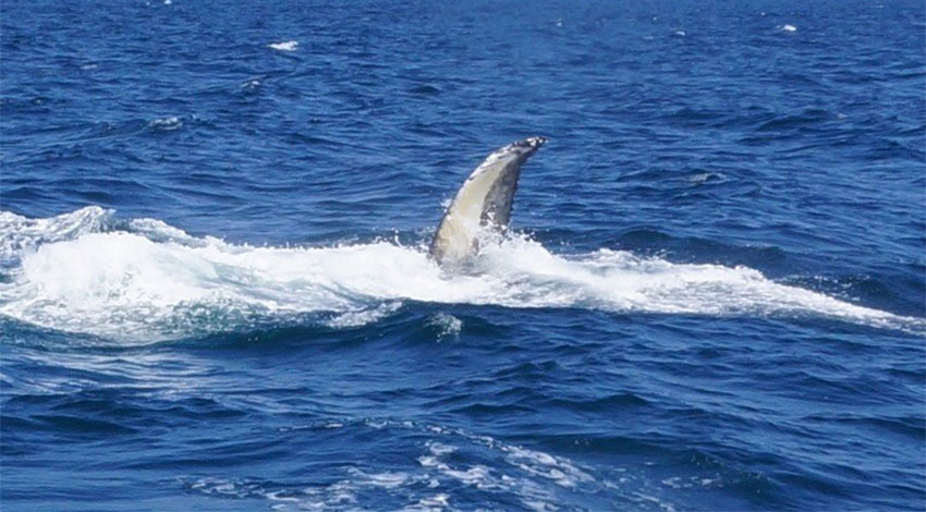 whale breaching